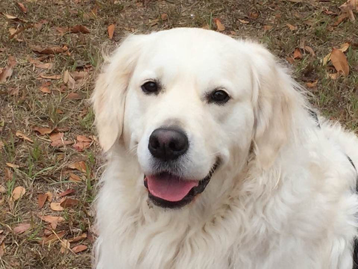 Dylan, the Golden Retriever behind Happy Medium